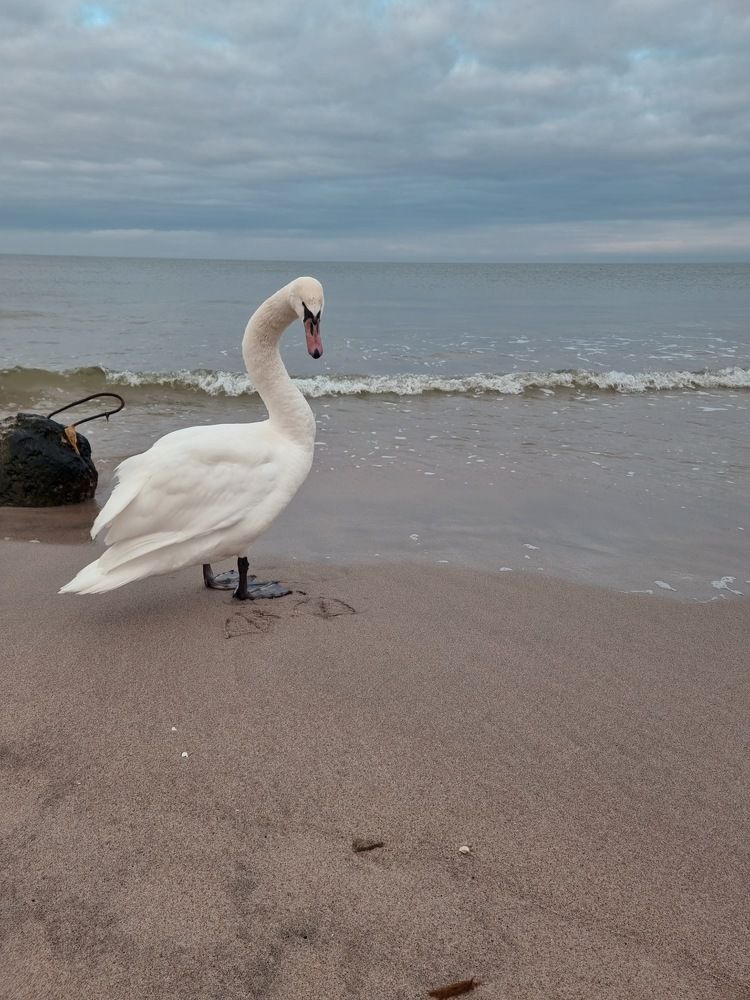 Photograph by Ирина Дубицкая