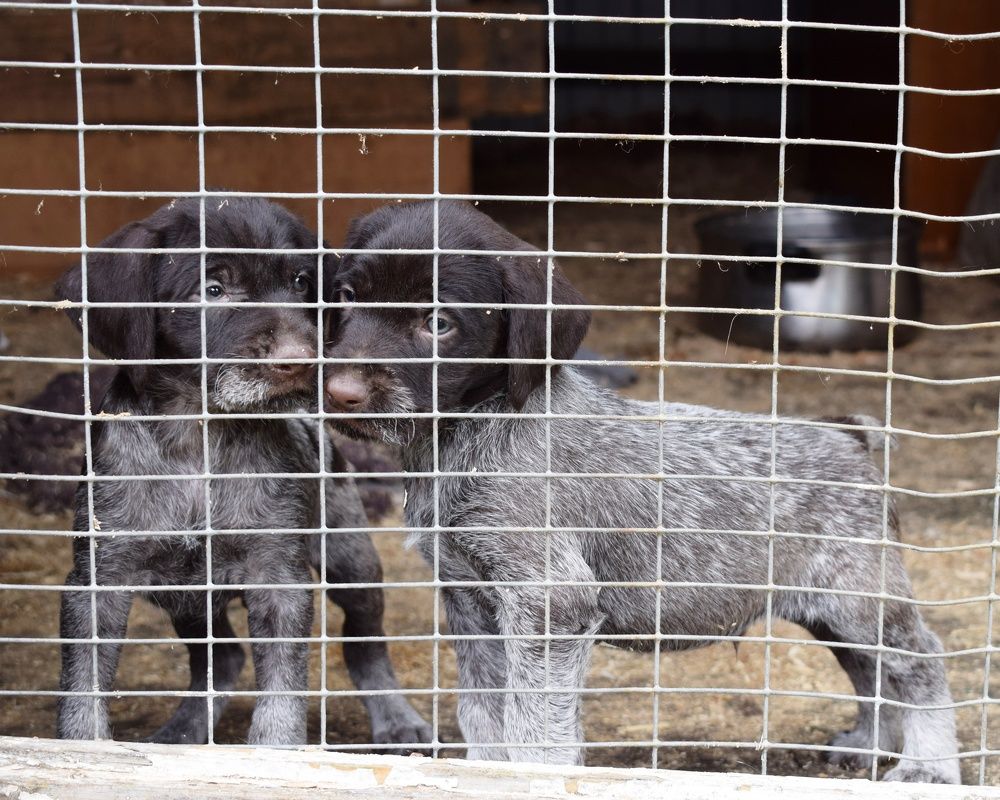 Детки в клетке.