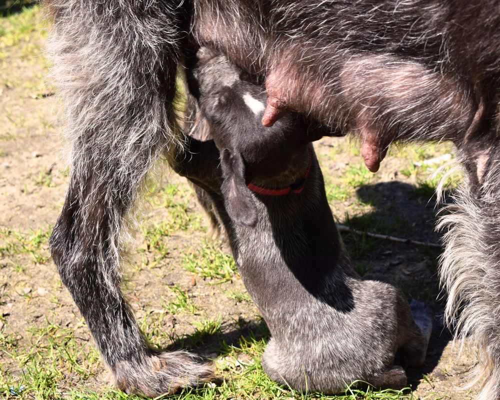 Мамино молочко самое вкусное.