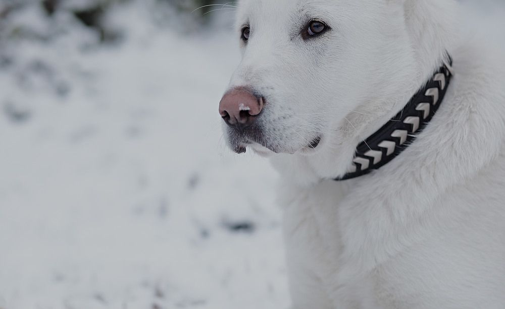 Photograph by Елена Звягина