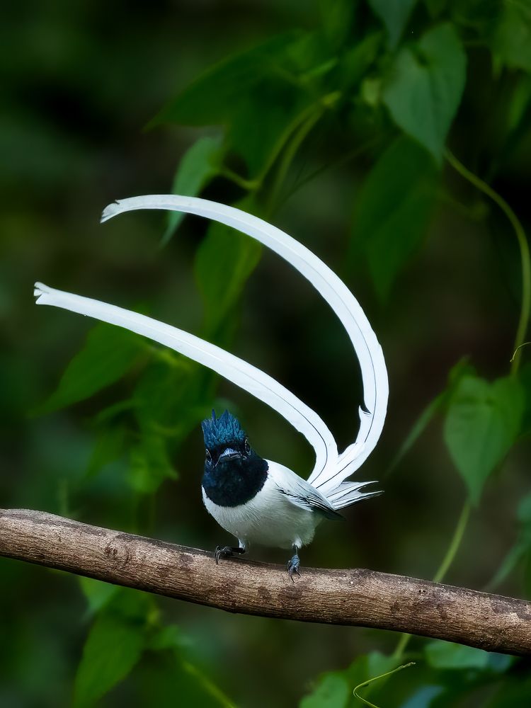 Photograph by Vipin P C