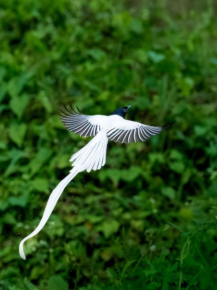 Photograph by Vipin P C