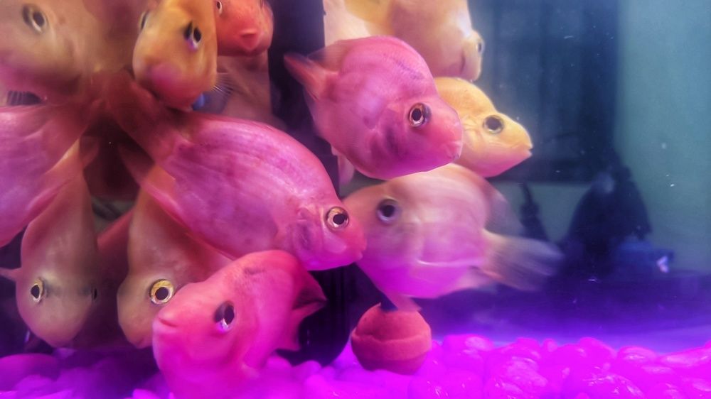 Photograph by Vijayakumar