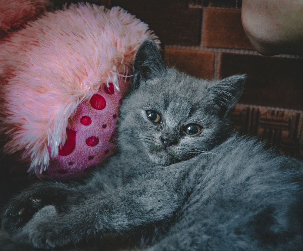 Photograph by Виталий Дрынов