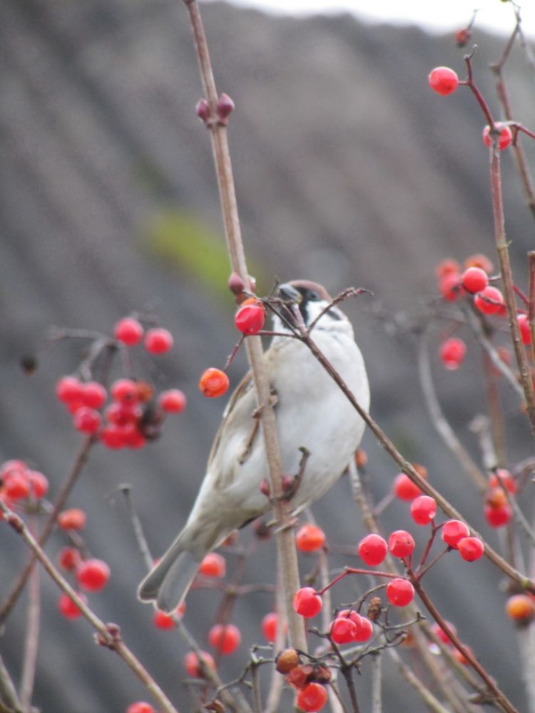Photograph by Ирина Русинович