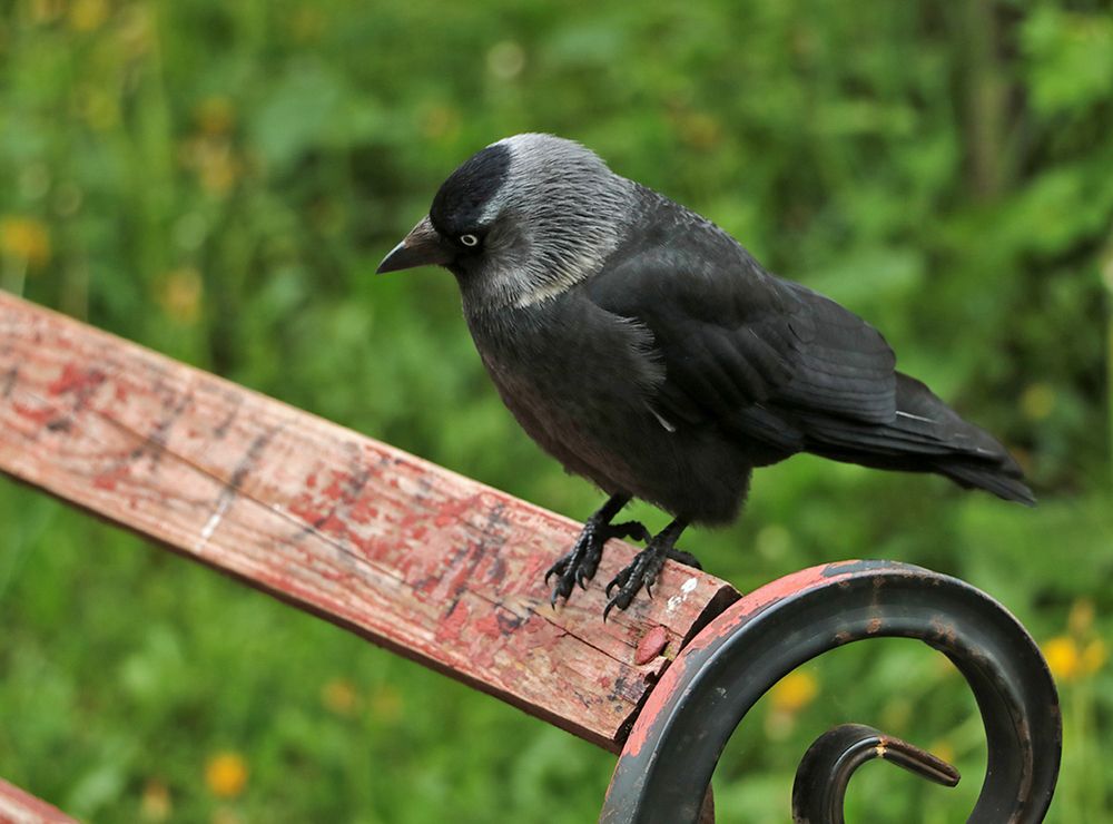 Галка на палке