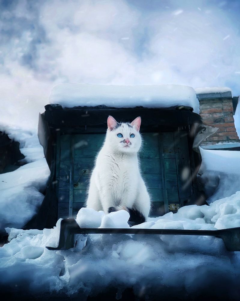 Photograph by Протасов Сергей