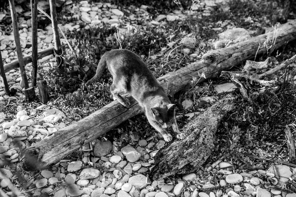 Photograph by Nasir Javed