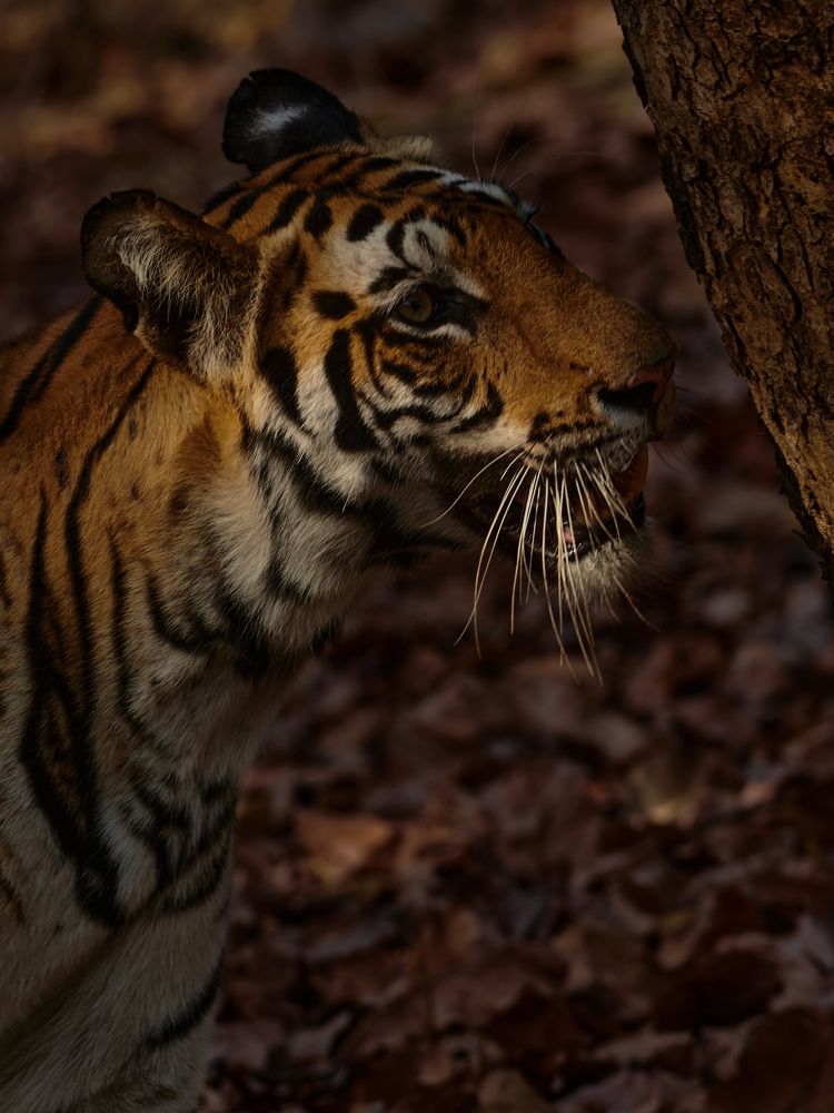 Kajari Female Tigress on morning stroll.