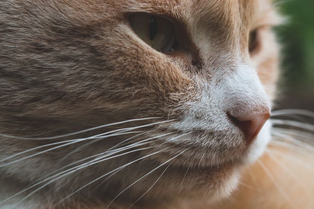 Photograph by Степан Ковыльчик