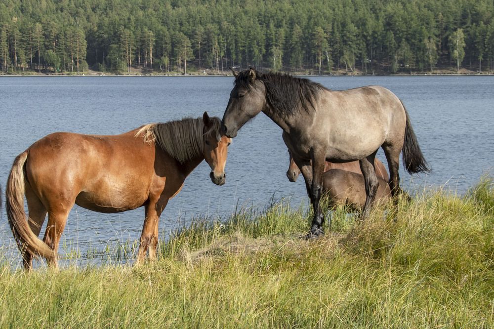 Photograph by Валерий Шорохов