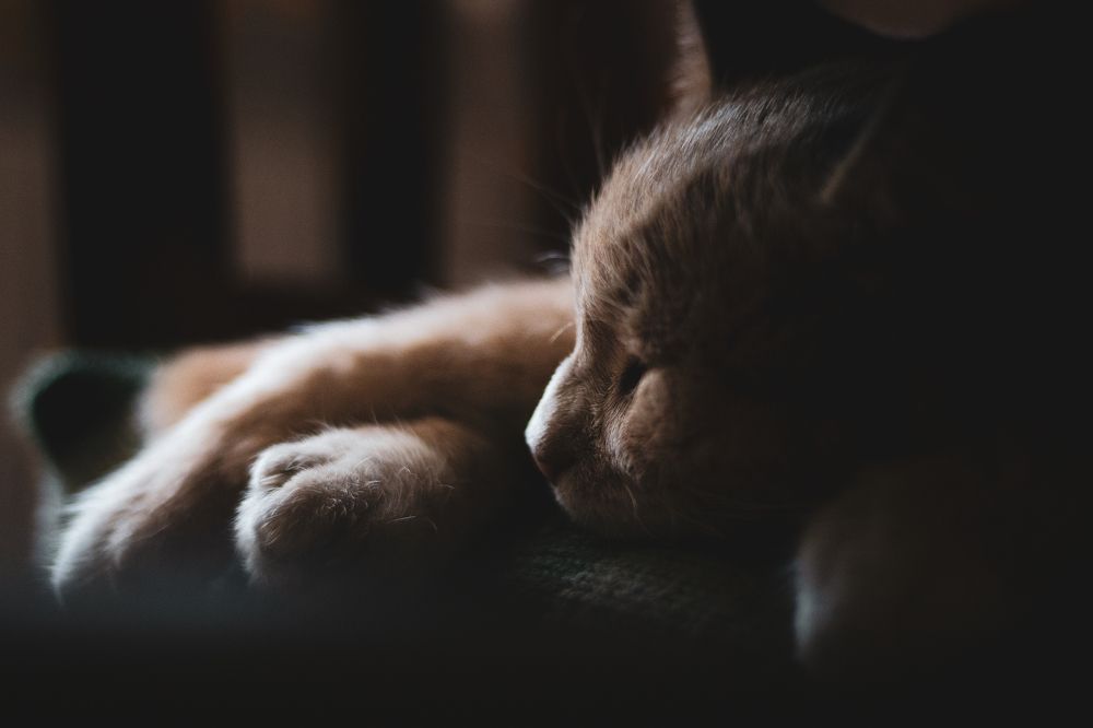 Photograph by Степан Ковыльчик