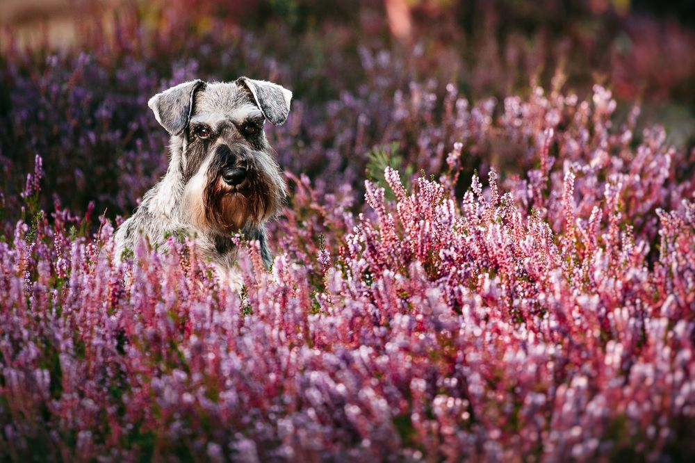 Photograph by Katarzyna Safarewicz