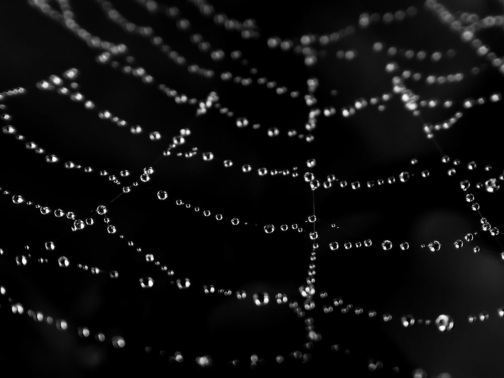 Spider Web