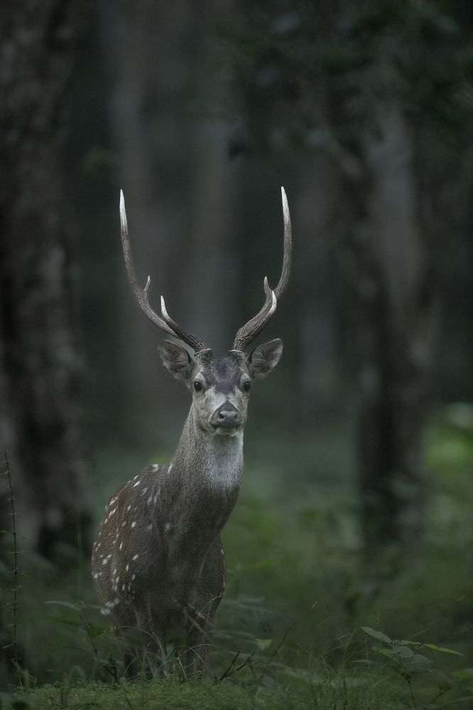 Photograph by Dhananjaya Dassanayake