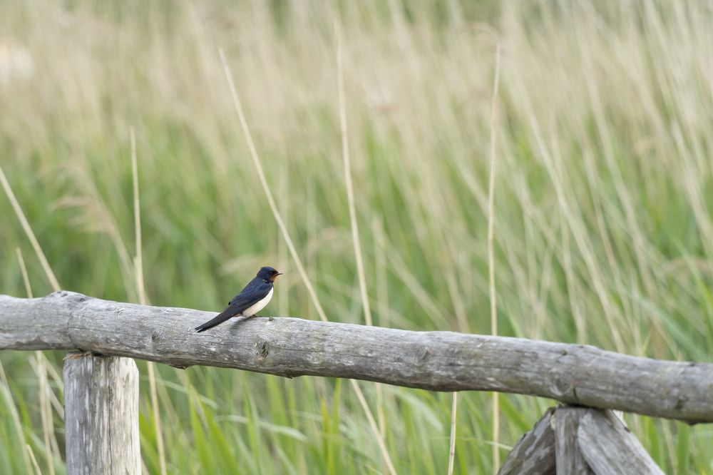 Photograph by косяк