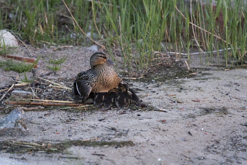 Photograph by косяк