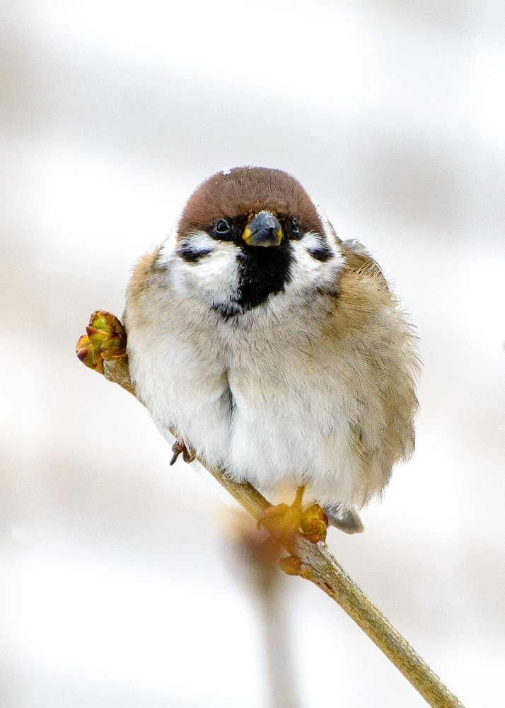Воробьишка.