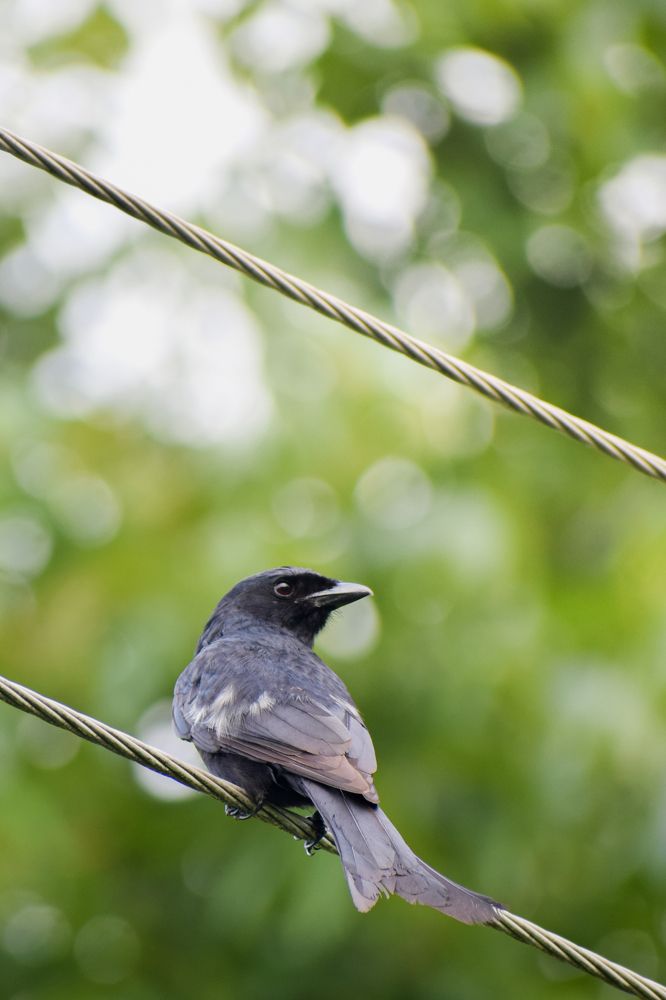 Photograph by Pritam Mandal