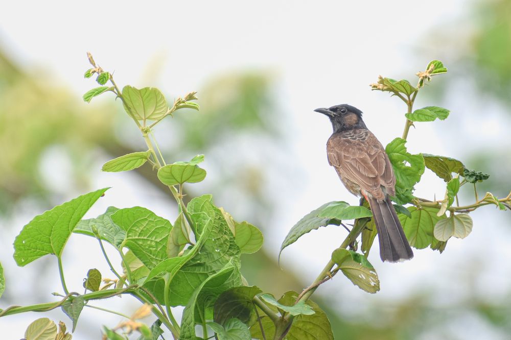 Photograph by Pritam Mandal