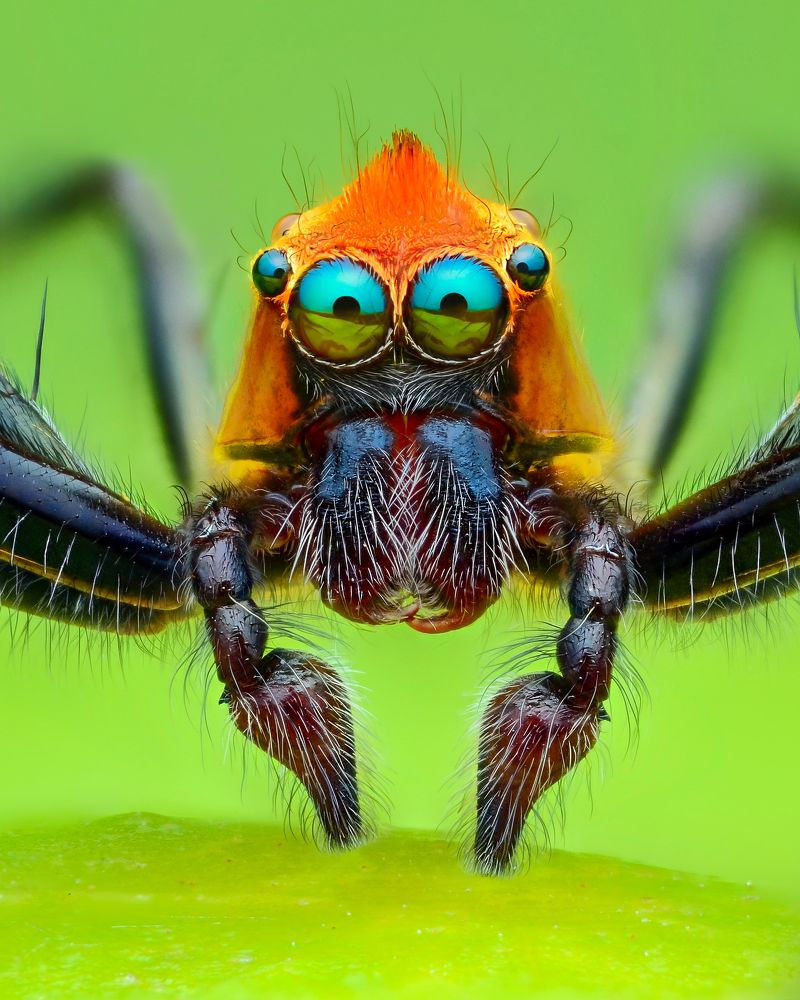Handsome epeus spider red hair