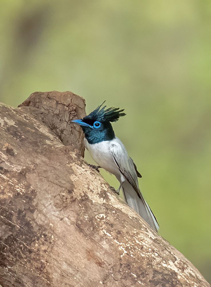 Photograph by Nishith Pursnani