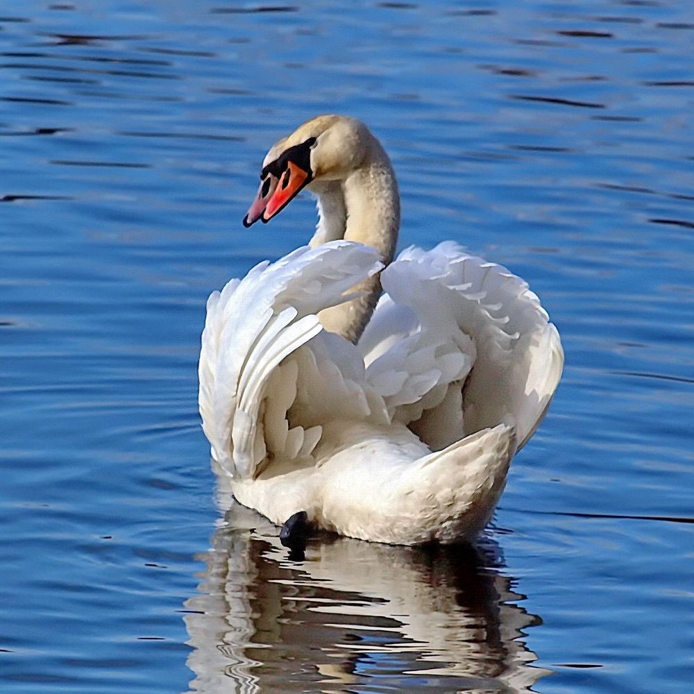 Photograph by Игорь Чеботарёв