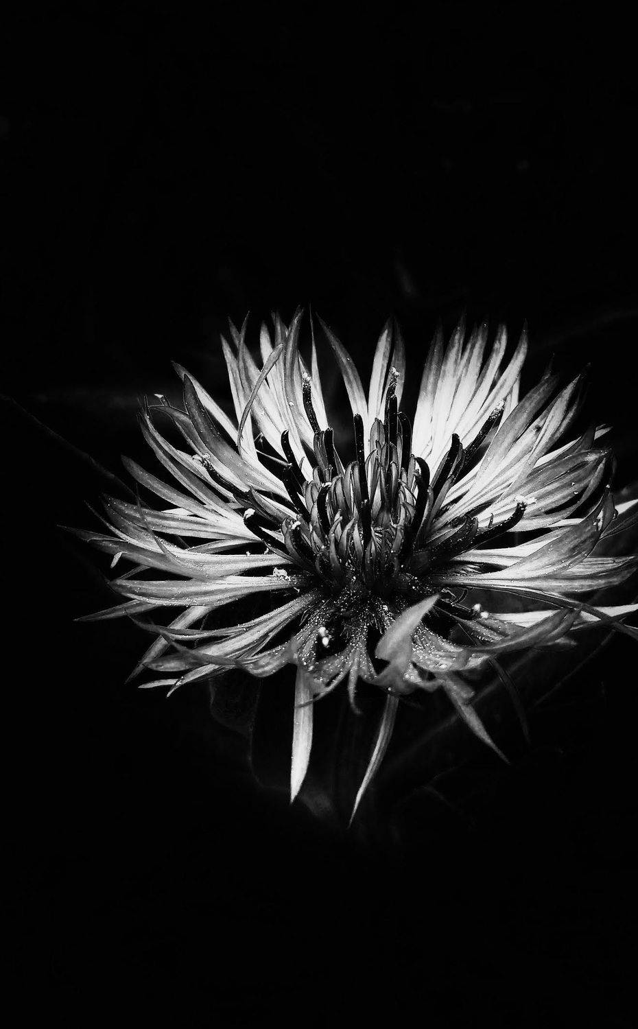 Photo #7687165