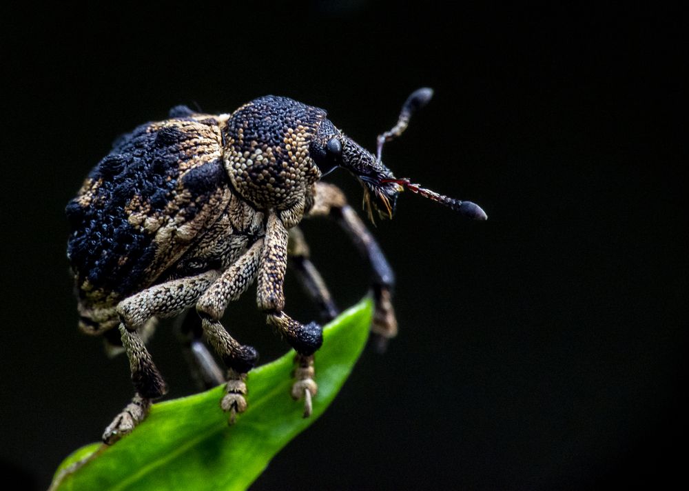 Photograph by Kushal Sharma