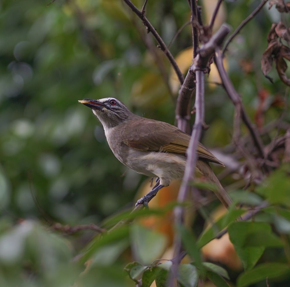 Photograph by Tharindu k