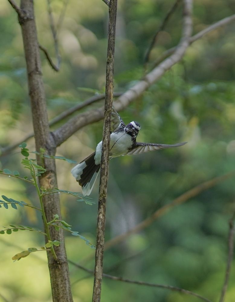 Photograph by Tharindu k