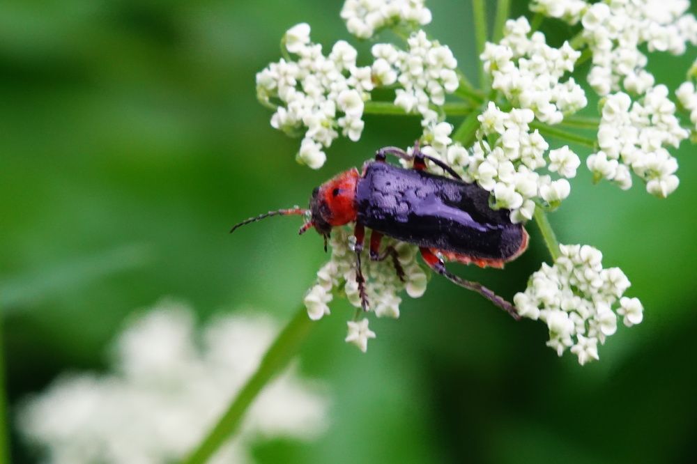 Photograph by Александр Кизим