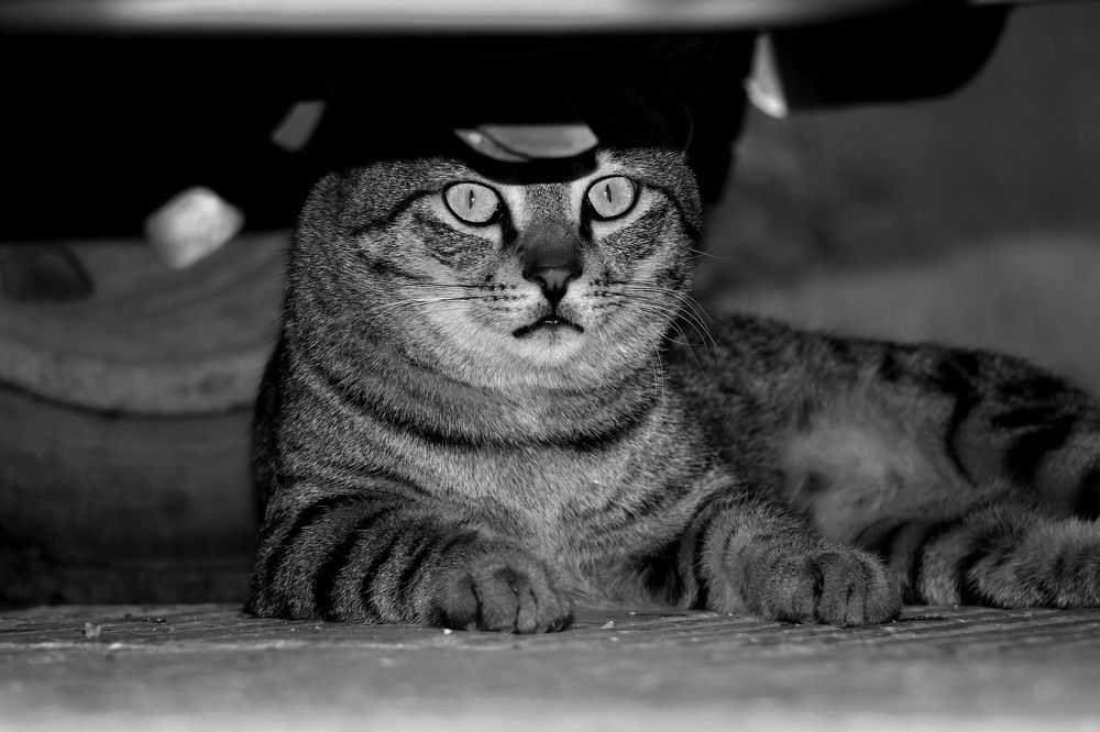 Photograph by Marziyeh Nasiri