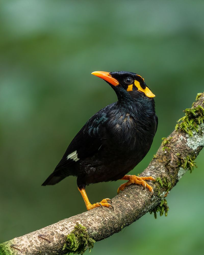 Photograph by Vipin P C