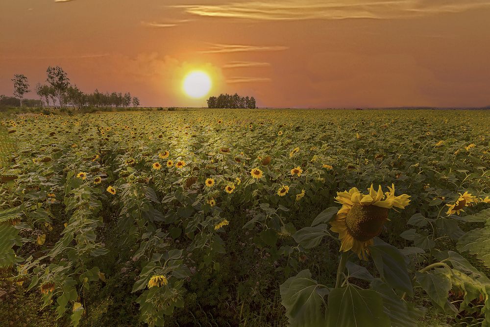 Солнечное поле