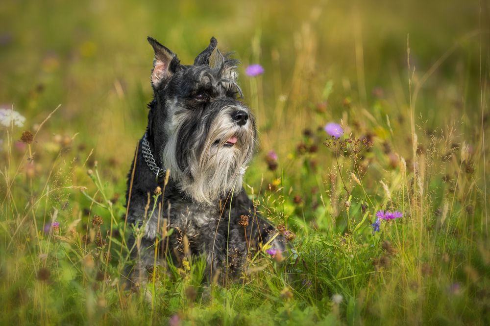 Photograph by Ромил Федоров