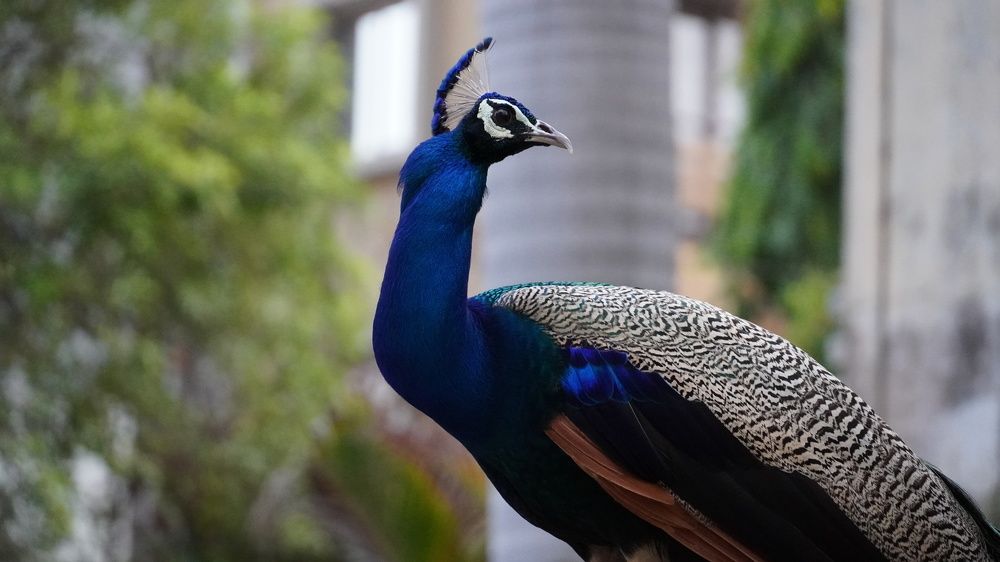 Photograph by Rudra Patel