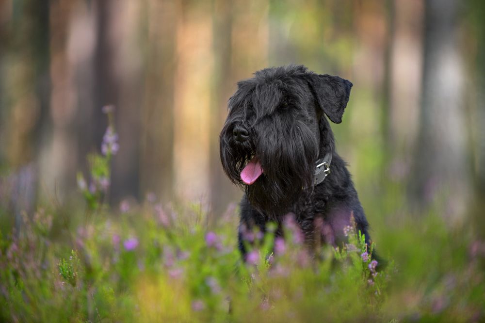 Photograph by Ромил Федоров