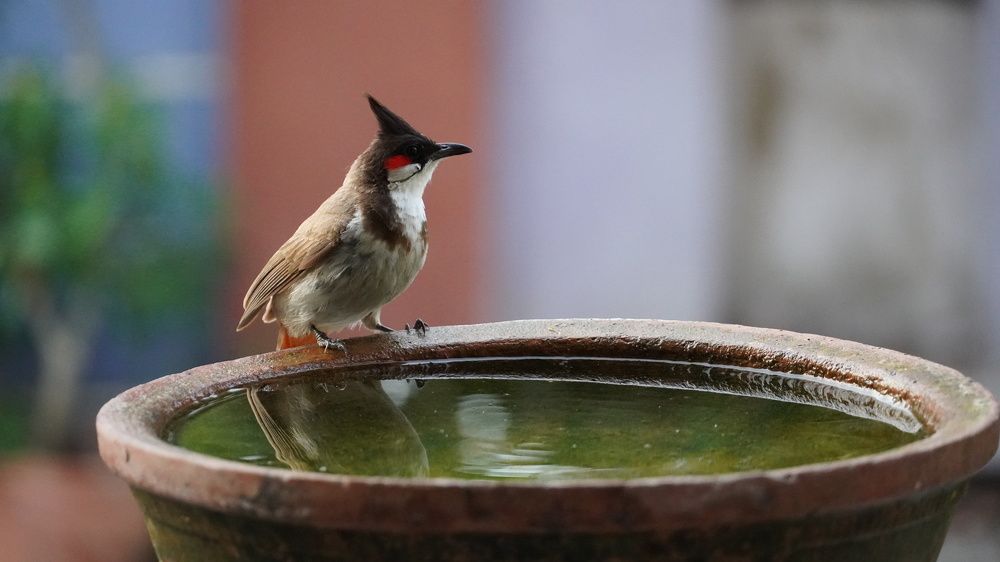 Photograph by Rudra Patel