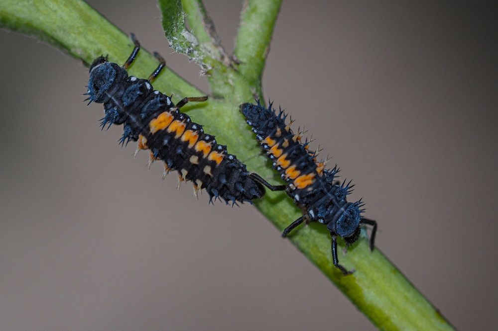 Photograph by Yana Marinova