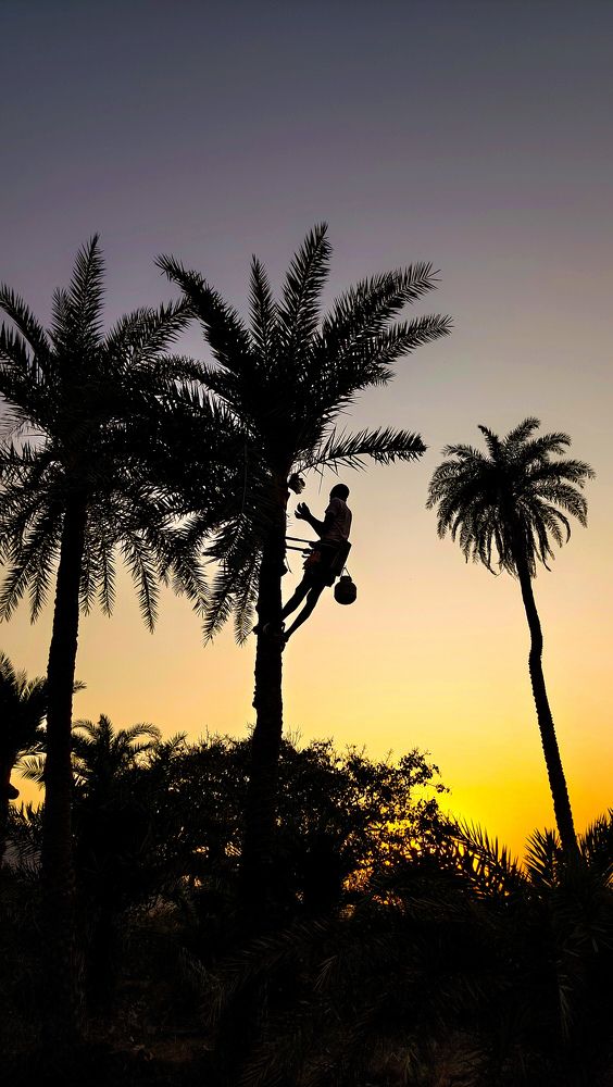 A man collect palm wine