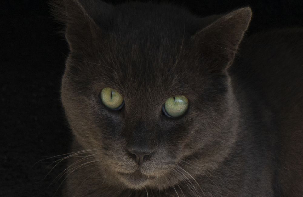 Фотография автора Ирина Зайцева