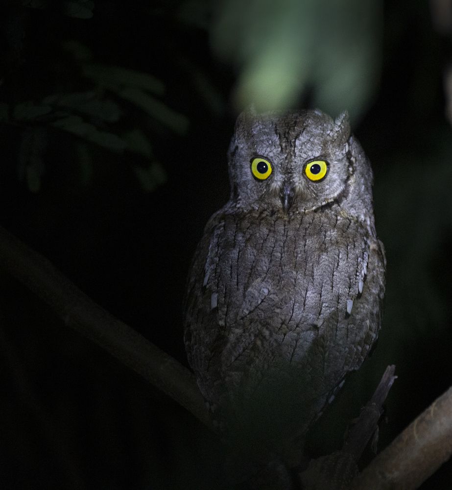 Photograph by Sayantan Banerjee
