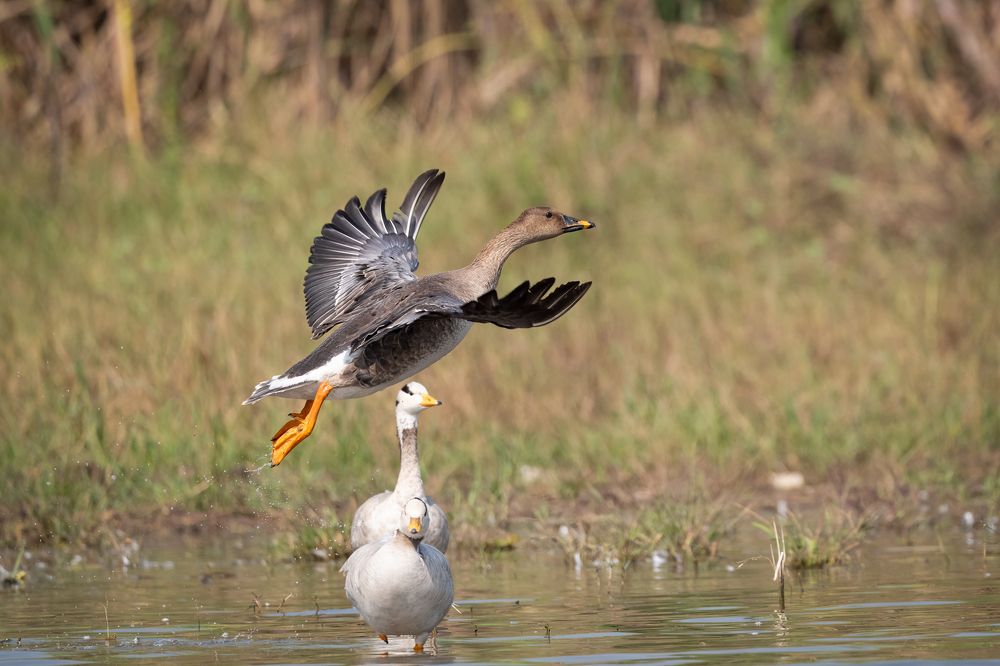 Photograph by Guruprasad Hegde