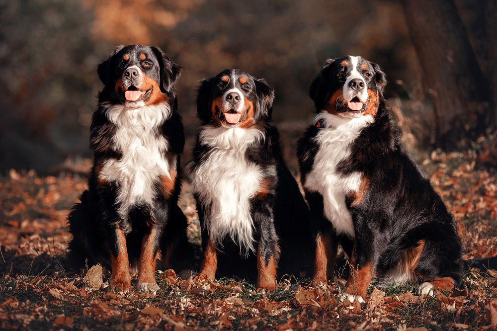 Photograph by Анастасия Корбут