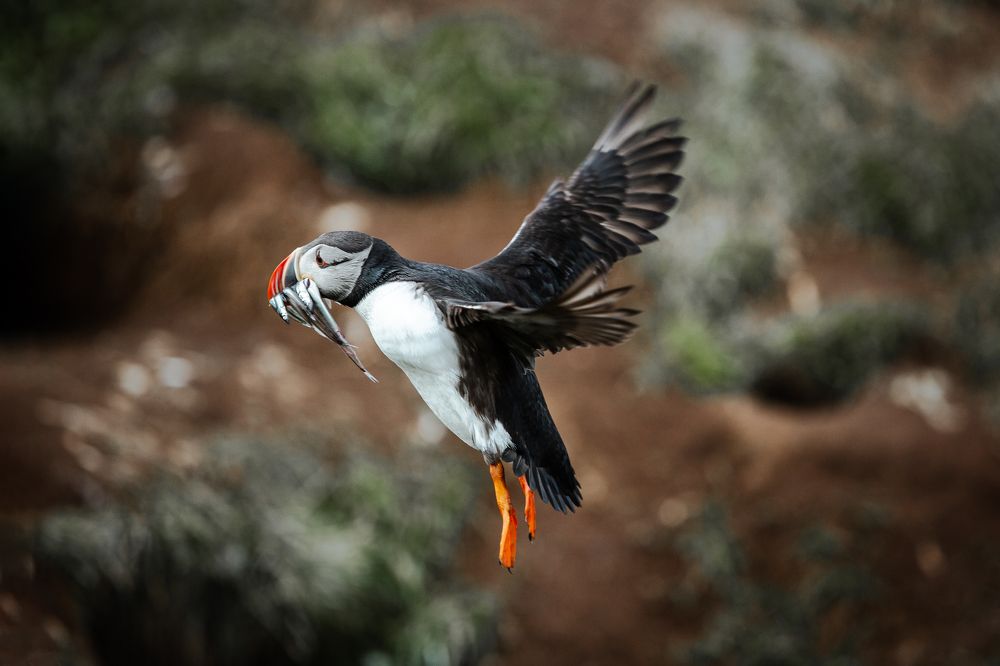 Фотография автора Coralie Mänche