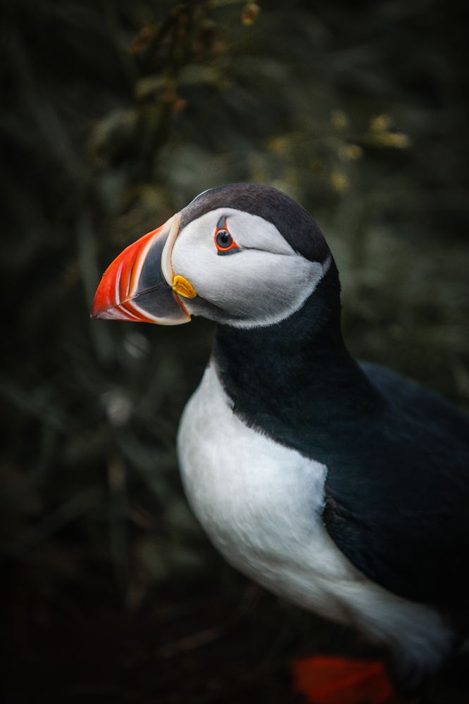 Фотография автора Coralie Mänche