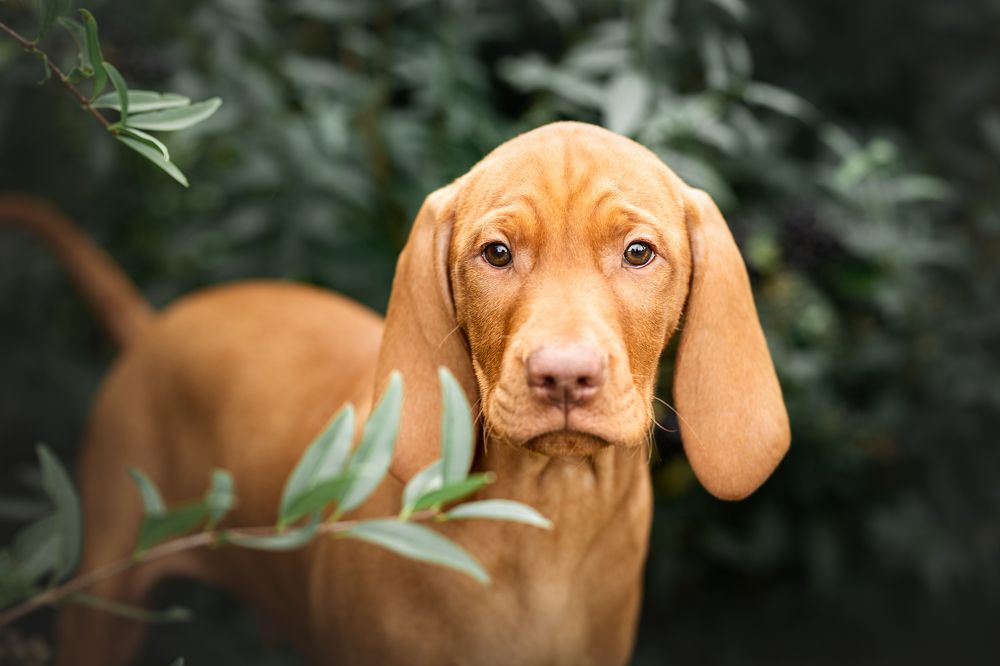 Фотография автора Coralie Mänche