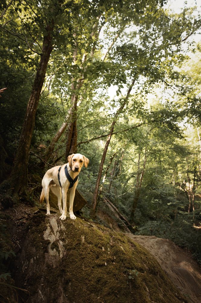 Фотография автора Coralie Mänche