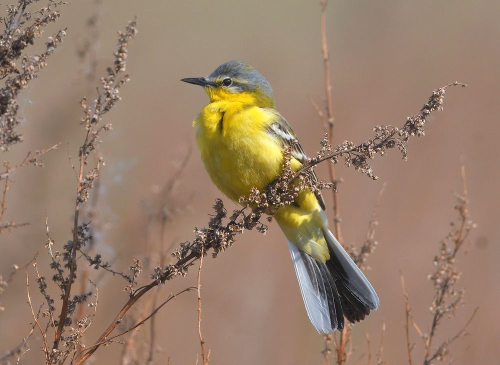 На лугу. Жёлтая трясогузка.